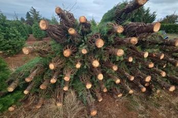 Como todos los años, Panamá importa arbolitos naturales procedentes tanto de Estados Unidos como de Canadá.