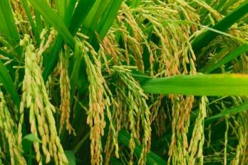 El arroz es uno de los granos básicos de la dieta de los panameños.