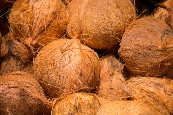 El que sube como palma, puede permanecer como coco