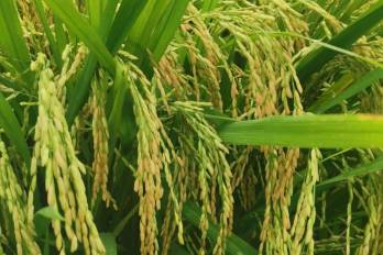 El IMA se comprometió a adquirir la producción de arroz disponible hasta el momento, que son 5.500 quintales.