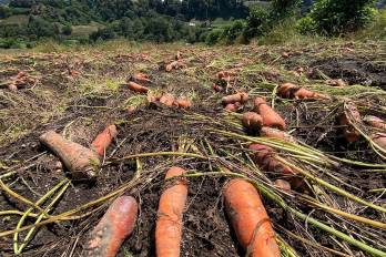 En Volcán hay pérdidas en cultivos de cebolla, papa y hortalizas varias.