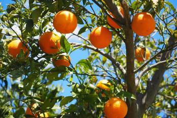 El acuerdo sanitario abarca limones, mandarinas, naranjas y toronjas frescas o refrigeradas.