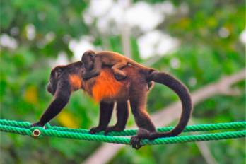 Cría de Mona aulladora usando puente mono en Quebrada Macho en Limones.