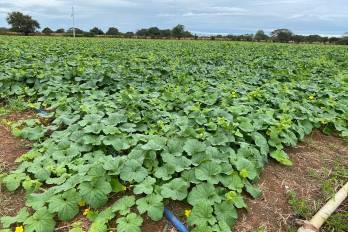 El melón amarillo forma parte de la estrategia institucional para ampliar la canasta exportable agropecuaria panameña.