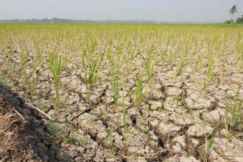 El mandatario indicó que el impacto del fenómeno ya comienza a sentirse en distintas regiones del país, especialmente por las altas temperaturas y la reducción de pastos para el ganado.
