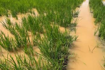 La producción de arroz en Los Santos y Coclé fueron las más afectadas por las lluvias más recientes.