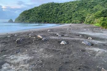 Este enclave natural ha ganado notoriedad en la última década por registrar el mayor número de anidaciones de tortugas en el país.