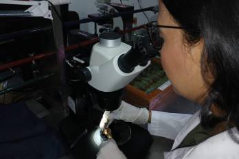La bióloga Stephanie Castillo analiza moluscos y babosas en el laboratorio de malacología.