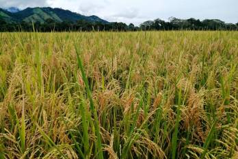 Un campo de arroz sembrado, el principal grano en la mesa de los panameños.