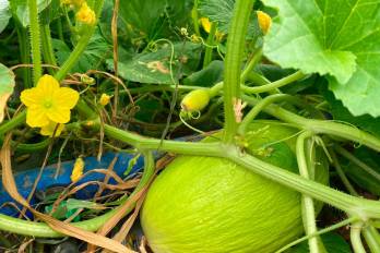 El cultivo de melón amarillo abre nuevas oportunidades de exportación y diversificación agrícola en Azuero.