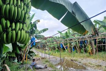 Juan Alberto Cajar B. | La Estrella de Panamá