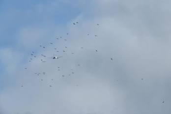 El impacto con fauna silvestre obligó a la aeronave a regresar a la terminal panameña.