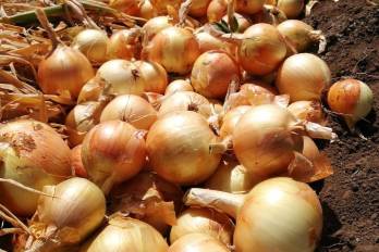 A través de prácticas sostenibles y de innovación en el cultivo de cebolla se espera superar los 54.6 toneladas por hectárea en rendimiento productivo, especialmente en áreas como Natá.