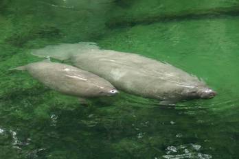 El manatí del Gran Caribe (Trichechus manatus) cumple una función vital como “especie sombrilla” al controlar la vegetación acuática. En Panamá, poblaciones clave en Bocas del Toro y el Lago Gatún dependen de la reducción de velocidad de las lanchas y el descarte de redes de pesca para su supervivencia.
