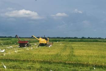 Para el ciclo agrícola 2023-2024 se tiene programado sembrar 92,757 hectáreas de arroz.