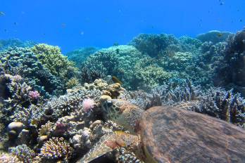 El cambio climático sigue siendo la principal amenaza para los corales que producen arrecifes y está devastando sus sistemas naturales.