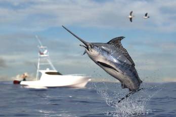 Ejemplar de pez vela en aguas jurisdiccionales de Panamá, especie que recibe protección específica con el Decreto Ejecutivo N.° 10.