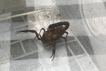 Panamá ha obtenido avances prometedores como tityustoxina-1, que es una neurotoxina presente en el veneno de escorpiones.