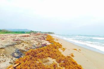 Sargazo en costas de Panamá
