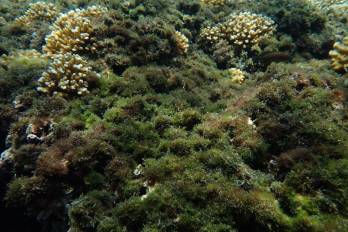 Granito de Oro, Parque Nacional Coiba.