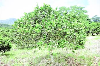 Árbol de naranja.