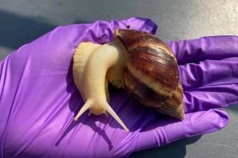 El caracol terrestre africano gigante ha sido erradicado dos veces en Florida, la primera detección fue en 1969 y fue erradicado en 1975.