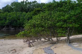 Desarrollo de economía verde azul desde el nivel local basada en humedales y manglares