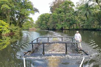 Dr. Héctor Guzmán durante el trabajo de campo. La jaula flotante se centró a una profundidad de 3 m a 5 m.
