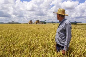 En Panamá, el consumo per cápita de arroz es uno de los más altos del mundo, alcanzando entre 154 y 162 libras (unos 70 a 73 kilos) por persona al año.
