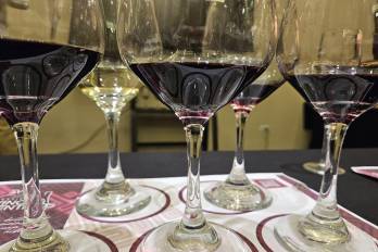 Los vinos de la cata, dispuestos.