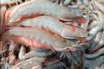La exportación de productos del mar subió 36,9 %.