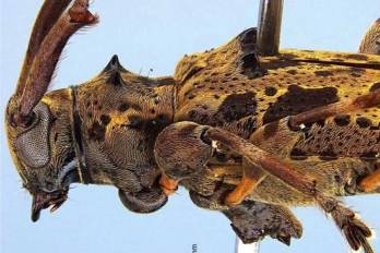 El escarabajo ‘Sternacutus crucolon’ es una especie nueva para la ciencia identificada en la provincia de Colón. La designación, crucolon, es un reconocimiento al aporte del Centro Regional Universitario de Colón.