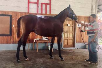 De las subastas del Haras San Miguel han emergidos grandes campeones, probados dentro y fuera de fronteras panameñas.