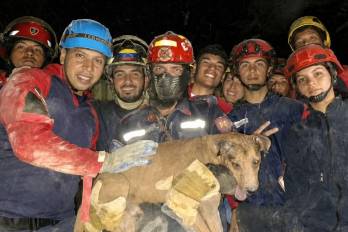 Un grupo de rescatistas salvó a un perro que yacía entre los escombros.