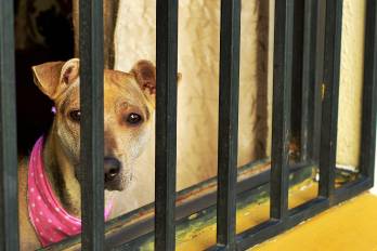 Perros, derechos y responsabilidad penal