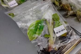Entre las variedades que analizó el MIDA está la de banano denominada Musa Nono Var.