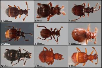 Dorsal habitus of selected Panabachia spp. A. P. pahuma; B. P. pastazae; C. P. romeroi; D. P. salebrosa; E. P. urbana; F. P. carltoni; G. P. patera; H. P. vigilans; I. P. perdita; J. P. ambulans.