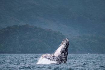 Una ballena jorobada emerge a la superficie junto a su cría.