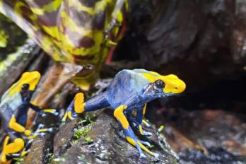Imagen de una Boophis luciae, macho, Ambatovory, Madagascar.