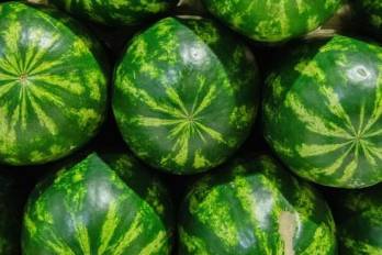 La sandía se encuentra entre los principales productos exportables de Panamá