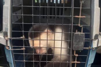 Autoridades liberan a primate en cautiverio en La Chorrera, Panamá