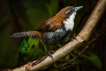 La convocatoria fue realizada por la Fundación Alada y expondrá las aves del neotrópico.