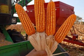 El grano “rojo” es el más buscado para elaborar las viandas típicas.