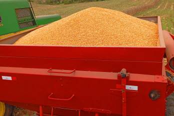 El costo de producción de una hectárea de maíz es de $19.93.