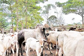 El programa genera 25 crías en Darién.