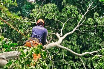 En Bella Vista, en el sector Villas del Carmen, donde un árbol cayó sobre un muro perimetral.