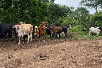 Tonosí es una zona altamente productiva de leche, carne, arroz, tomate y otros rubros, está incomunicada, alertan los productores.