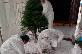El personal del MIDA toma aleatoriamente muestras de algunos contenedores con arbolitos de Navidad,