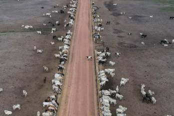 Fotografía de archivo del 5 de agosto de 2023 de decenas de cabezas de ganado en un campo en la Amazonia en (Brasil).