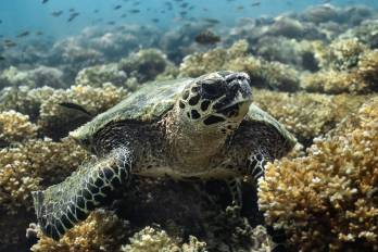 Científicos estudian los patrones de anidación y selección de hábitat de las tortugas.